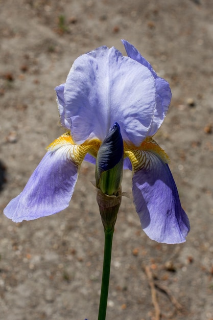 Las coloridas flores silvestres de primavera en la vista