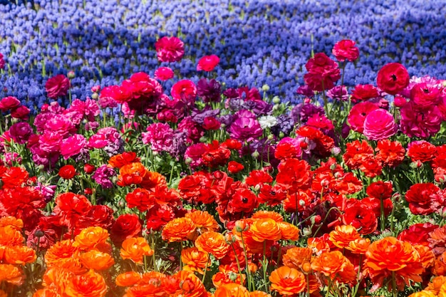 Las coloridas flores de tulipán florecen en el jardín de primavera