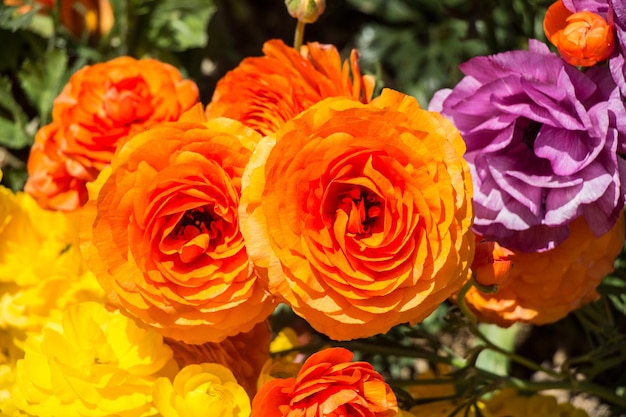 Las coloridas flores de tulipán florecen en el jardín de primavera