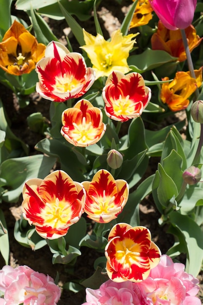 Las coloridas flores de tulipán florecen en el jardín de primavera