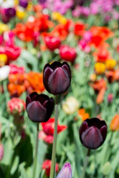 Las coloridas flores de tulipán florecen en el jardín de primavera
