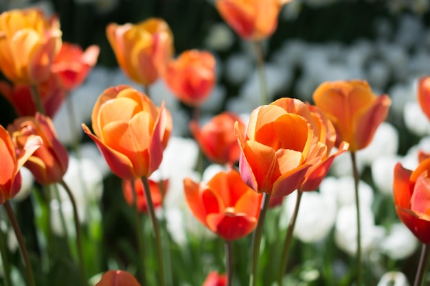 Las coloridas flores de tulipán florecen en el jardín de primavera