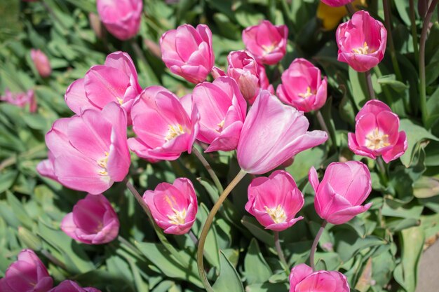 Las coloridas flores de tulipán florecen en el jardín de primavera