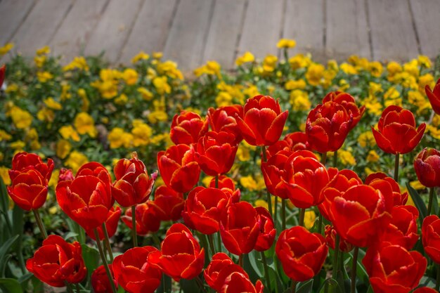 Las coloridas flores de tulipán florecen en el jardín de primavera