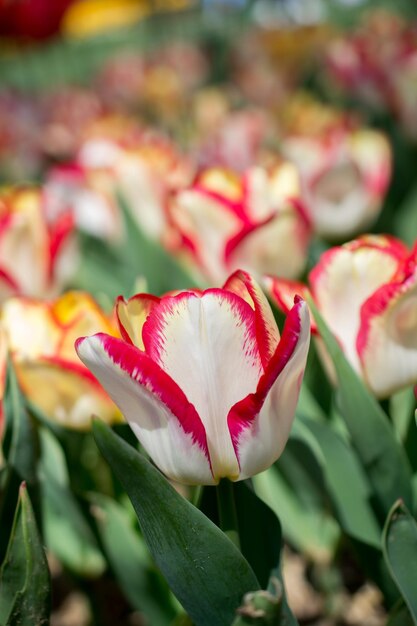 Las coloridas flores de tulipán florecen en el jardín