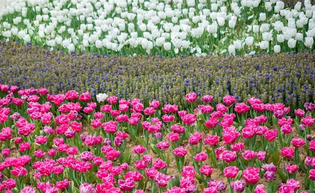 Las coloridas flores de tulipán florecen en el jardín