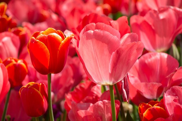 Las coloridas flores de tulipán florecen en el jardín