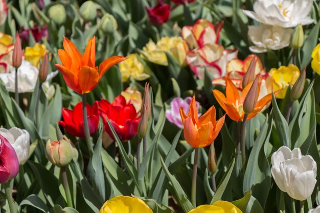 Las coloridas flores de tulipán florecen en el jardín