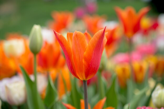 Las coloridas flores de tulipán florecen en el jardín.