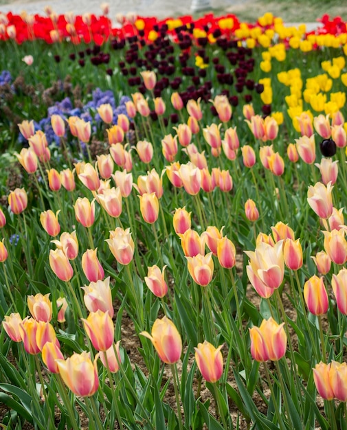 Las coloridas flores de tulipán florecen en el jardín.