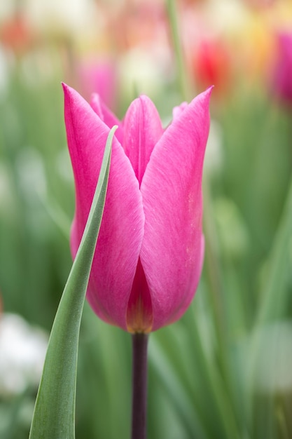 Las coloridas flores de tulipán florecen en el jardín.