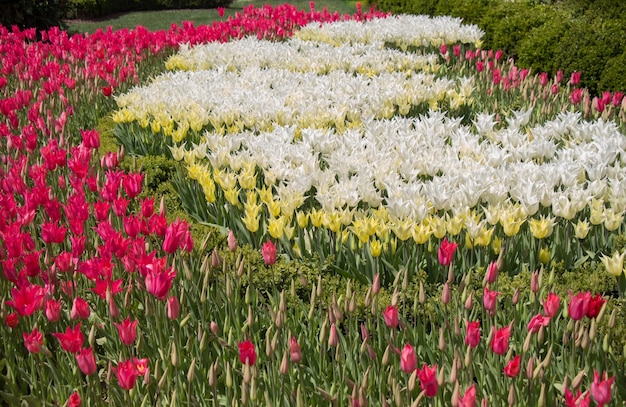 Las coloridas flores de tulipán florecen en el jardín