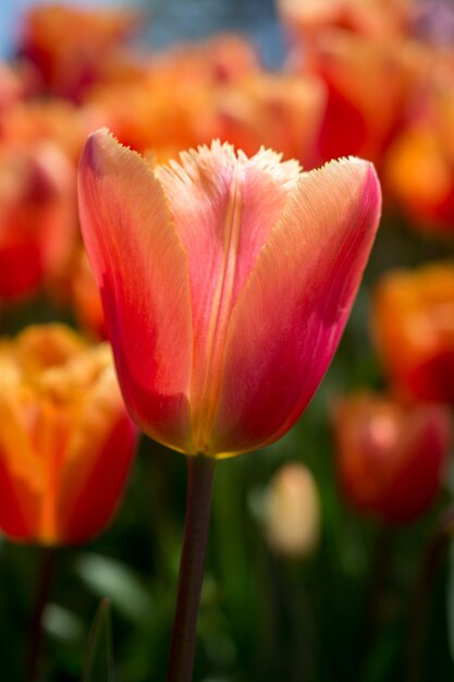 Foto las coloridas flores de tulipán florecen en el jardín.