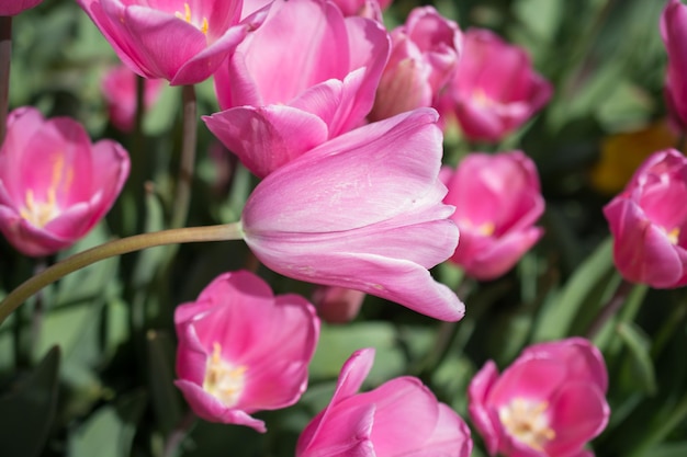 Las coloridas flores de tulipán florecen en el jardín