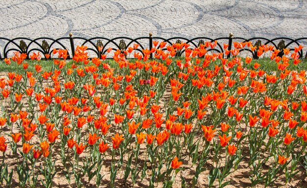 Las coloridas flores de tulipán florecen en el jardín