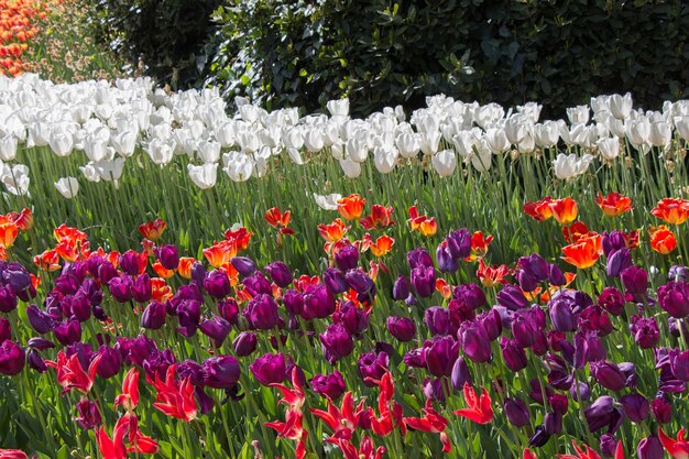 Las coloridas flores de tulipán florecen en el jardín