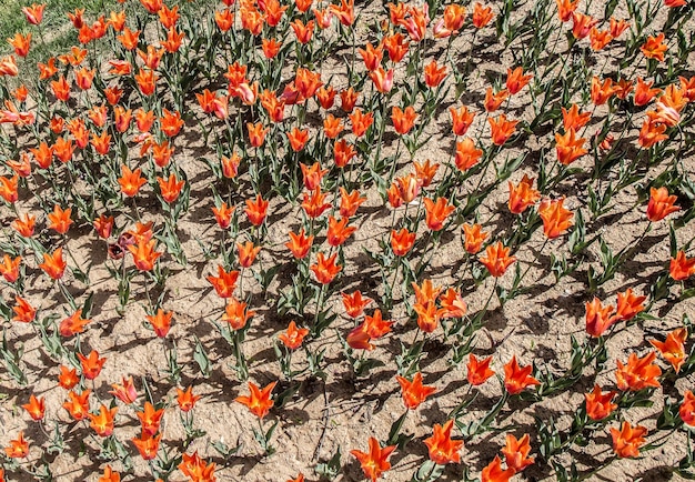 Las coloridas flores de tulipán florecen en el jardín