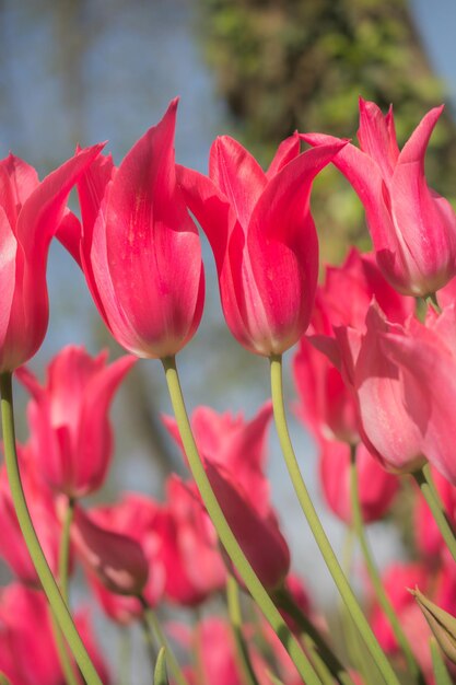 Las coloridas flores de tulipán florecen en el jardín