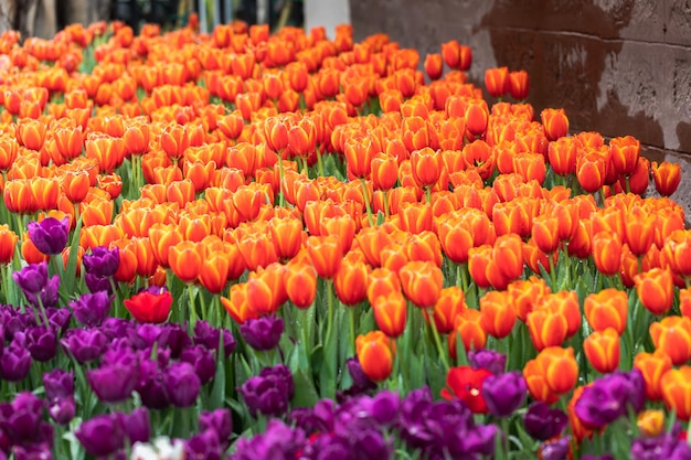 Coloridas flores de tulipán en el jardín del parque de primavera