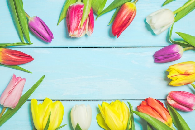 Coloridas flores de tulipán de primavera sobre fondo de madera azul claro