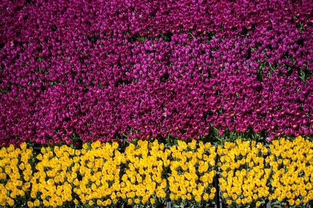 Coloridas flores de tulipanes como fondo en el jardín.