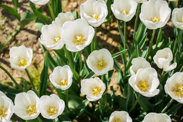 Coloridas flores de tulipanes como fondo en el jardín.