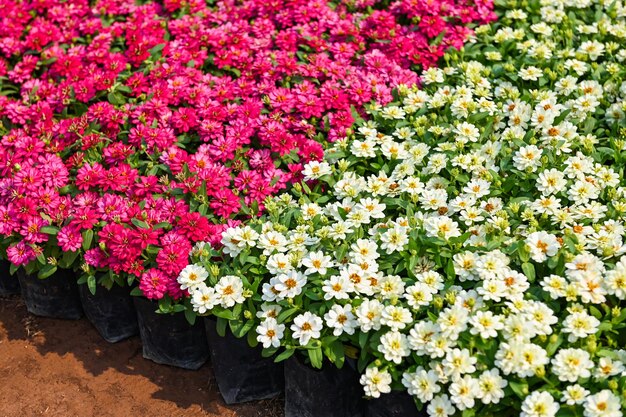 las coloridas flores de zinnia que florecen en el jardín las flores de Zinnia rosas y blancas las flores Zinnia angustifolia