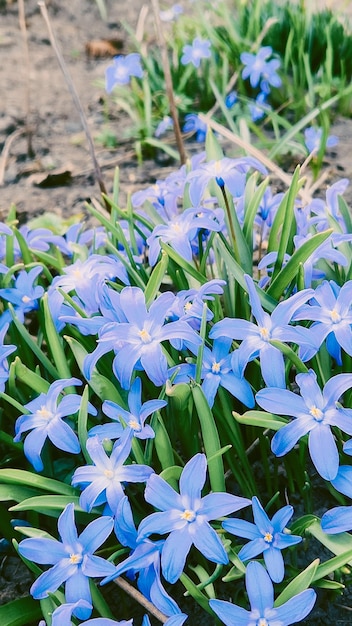 Coloridas gotas de nieve naturales flores azules paisaje en un día soleado naturaleza hermosa flores delicadas