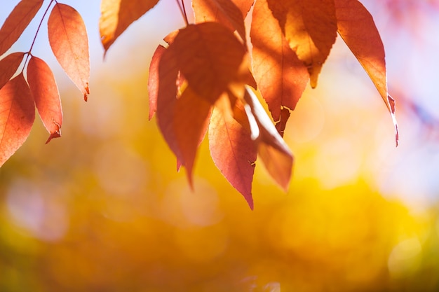 Coloridas hojas amarillas en otoño. Fotografía de cerca.