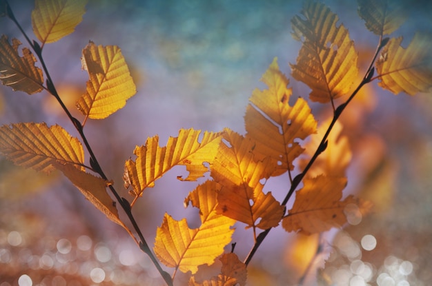 Coloridas hojas amarillas en la temporada de otoño. Fotografía de cerca. Adecuado para imagen de fondo.