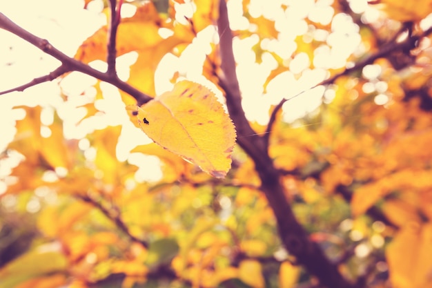 Coloridas hojas amarillas en la temporada de otoño. Fotografía de cerca. Adecuado para imagen de fondo.