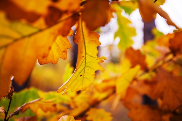 Coloridas hojas amarillas en la temporada de otoño. Fotografía de cerca. Adecuado para imagen de fondo.