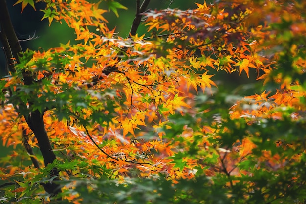 Coloridas hojas de arce japonés (Acer palmatum) durante la temporada de momiji