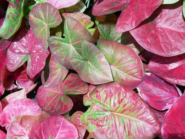 Foto las coloridas hojas de caladium bicolor