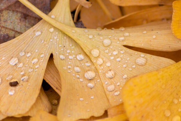 Las coloridas hojas de gingko en otoño y otoño brillan después de la lluvia con gotas de lluvia brillantes