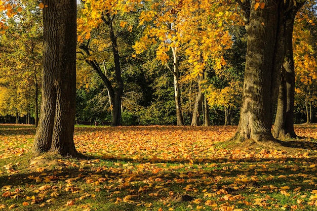 Coloridas hojas otoñales que caen en el parque de la ciudad en un día soleado.