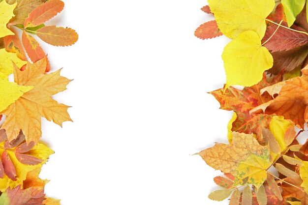 Coloridas hojas de otoño aisladas en blanco