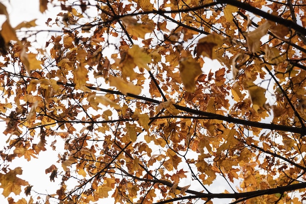 Coloridas hojas de otoño amarillas, naranjas, verdes y rojas en las ramas de los árboles Textura de fondo de hojas de otoño al aire libre estacional