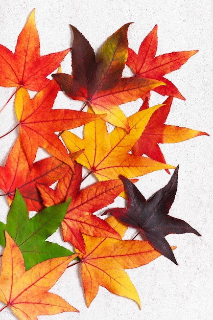 Foto coloridas hojas de otoño del árbol de goma dulce en el fondo de piedra clara