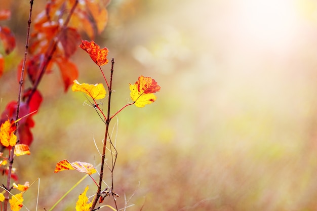 Coloridas hojas de otoño en el bosque sobre un fondo borroso. Fondo de otoño, espacio de copia
