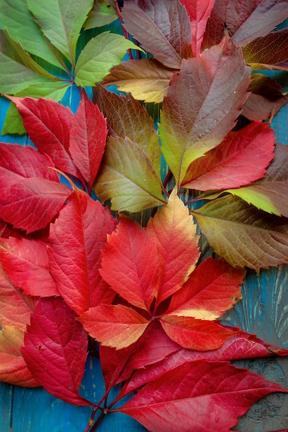 Coloridas hojas de otoño caídas sobre fondo azul.