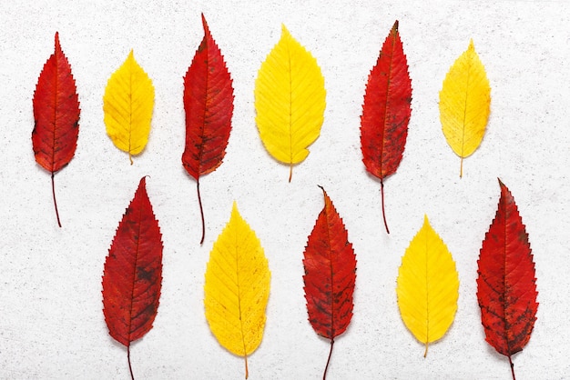 Coloridas hojas de otoño de cerezo de pájaro y árbol de carpe en el fondo de piedra clara