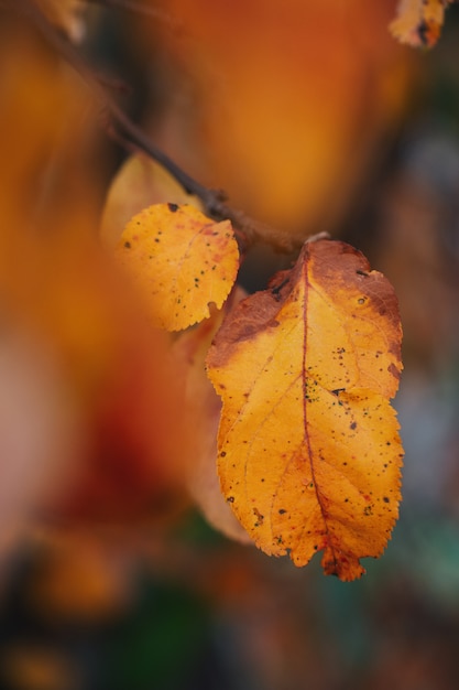 Coloridas hojas de otoño en la naturaleza borrosa