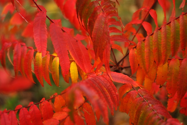 Coloridas hojas de otoño rojas y naranjas