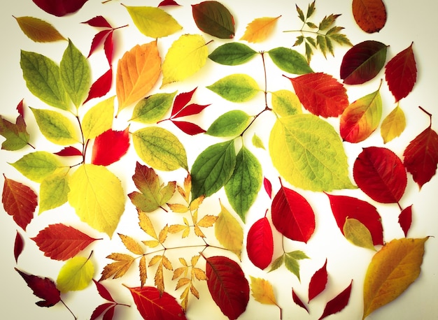 Coloridas hojas de otoño sobre un fondo blanco.