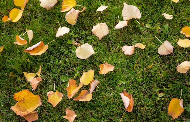 Coloridas hojas de otoño sobre la hierba verde