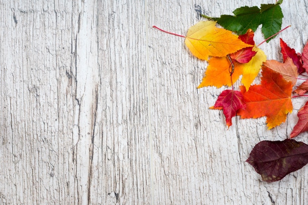Coloridas hojas de otoño sobre tablones con textura de madera de roble blanqueado