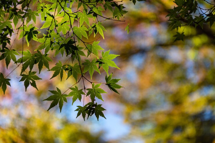 Las coloridas hojas de otoño