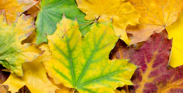 Coloridas hojas de otoño