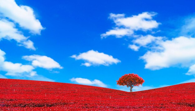 coloridas hojas rojas y paisaje de árboles en el cielo azul concepto de otoño papel tapiz